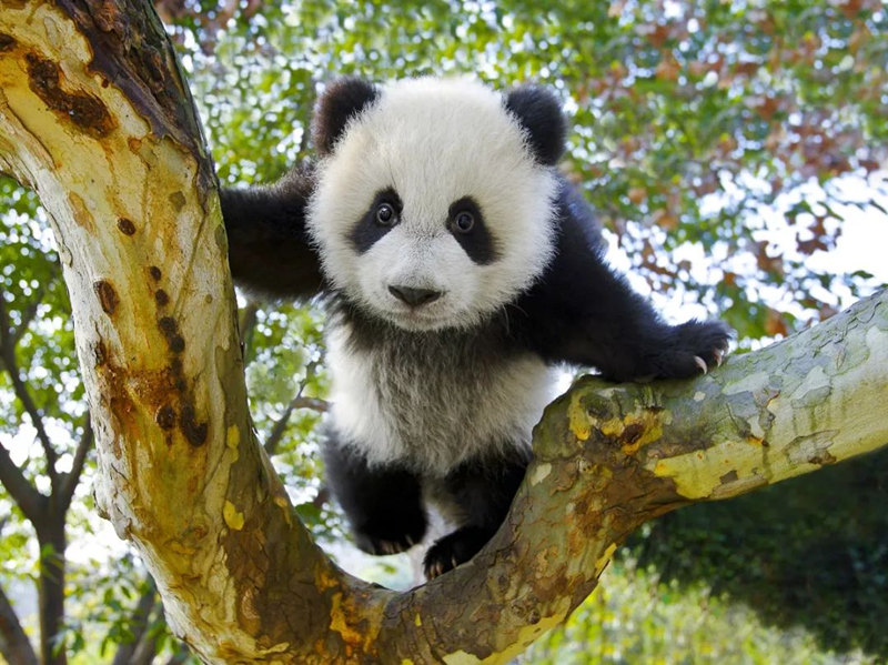 Fotógrafo de 64 anos dedica 26 anos a fotografar pandas em toda a China