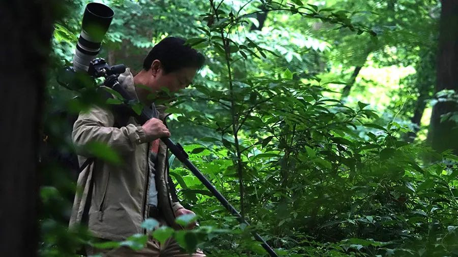 Fotógrafo de 64 anos dedica 26 anos a fotografar pandas em toda a China