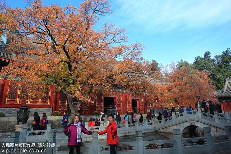 Parque Xiangshan: O melhor destino para apreciar a paisagem de outono em Beijing