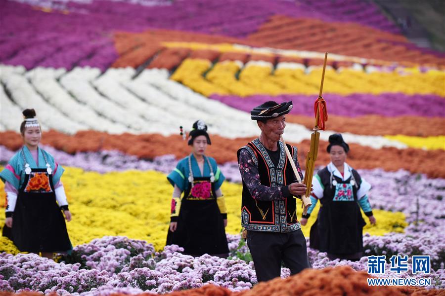 Guizhou: “Economia do crisantemo” atrai turismo às regi?es rurais