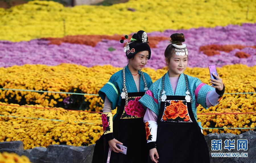 Guizhou: “Economia do crisantemo” atrai turismo às regi?es rurais