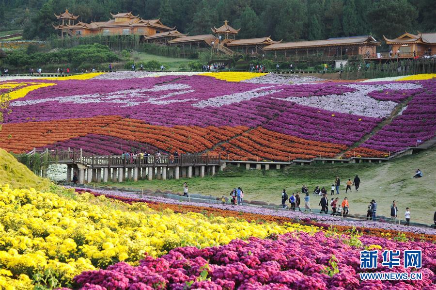 Guizhou: “Economia do crisantemo” atrai turismo às regi?es rurais