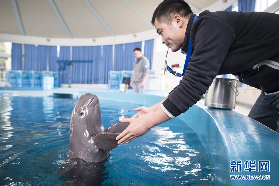 Galeria: Golfinhos do Rio Yangtze protegidos em Wuhan