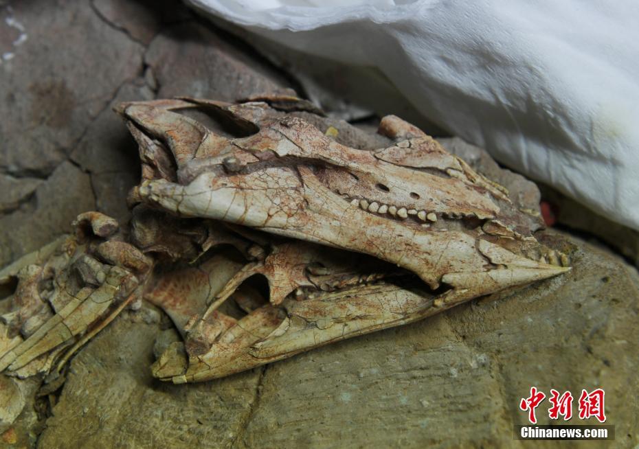 Registro mais antigo de esmalte ondulado de dinossauro encontrado na China