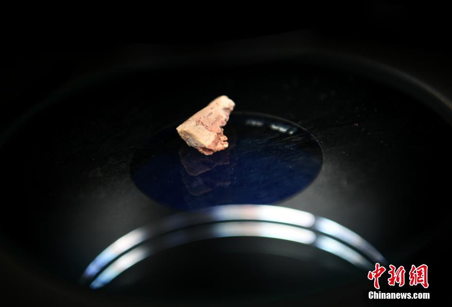 Registro mais antigo de esmalte ondulado de dinossauro encontrado na China