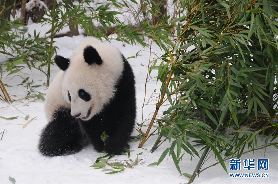 Pandas gêmeos nascidos na áustria regressam à China