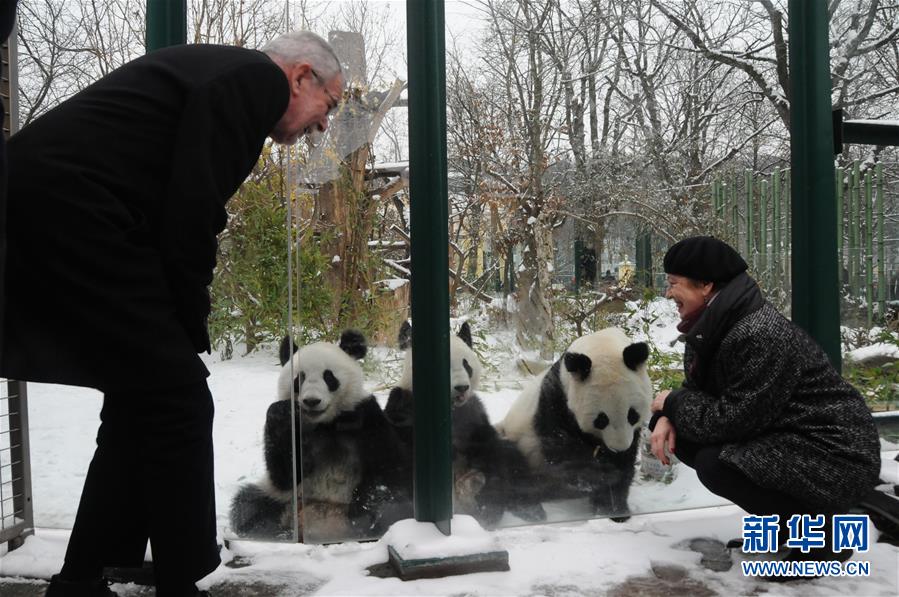 Pandas gêmeos nascidos na áustria regressam à China