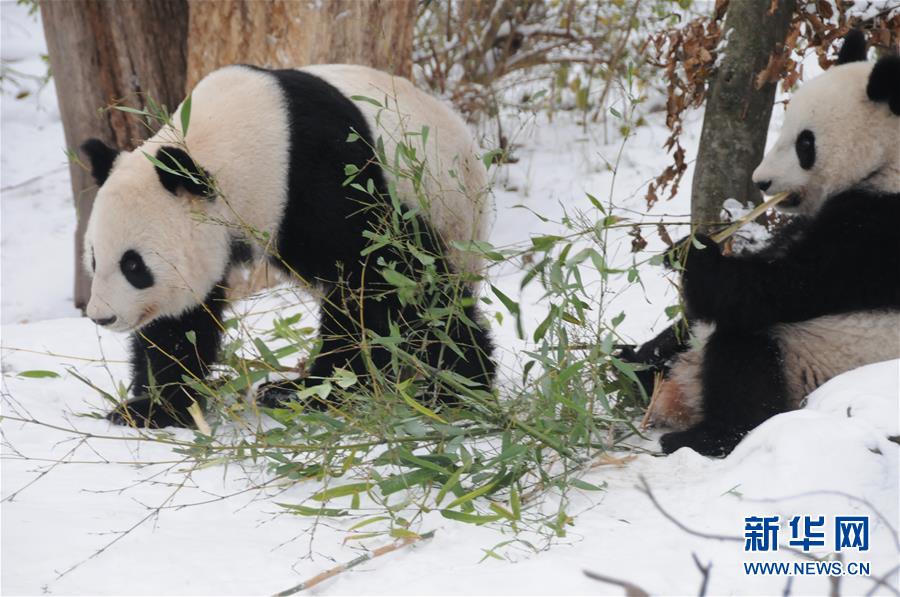 Pandas gêmeos nascidos na áustria regressam à China