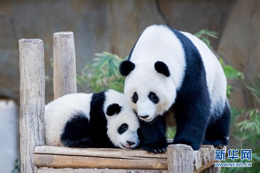 Galeria: 2a panda gigante nascida na Malásia celebra aniversário
