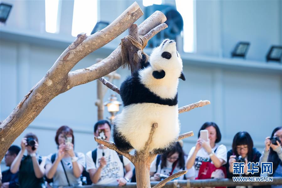 Galeria: 2a panda gigante nascida na Malásia celebra aniversário