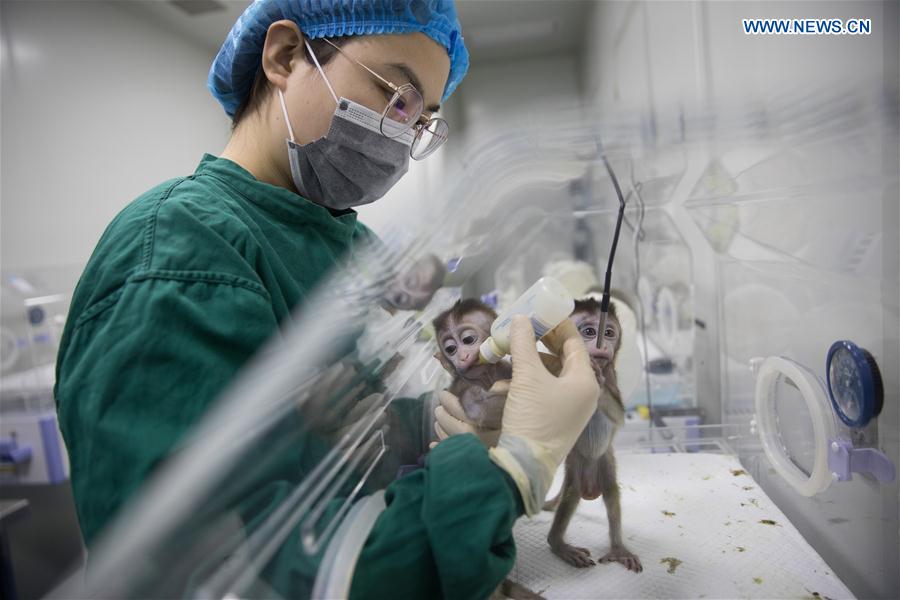 Macacos clonados abrem caminho à compreens?o dos distúrbios circadianos