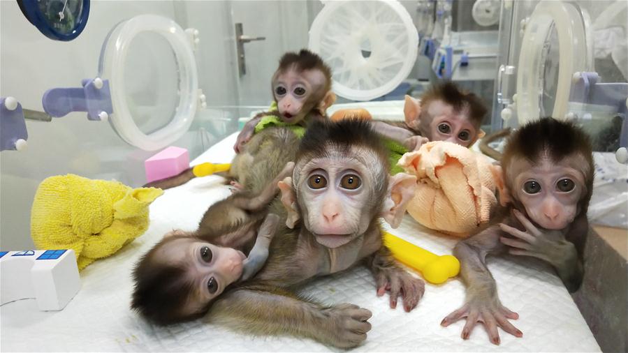 Macacos clonados abrem caminho à compreens?o dos distúrbios circadianos