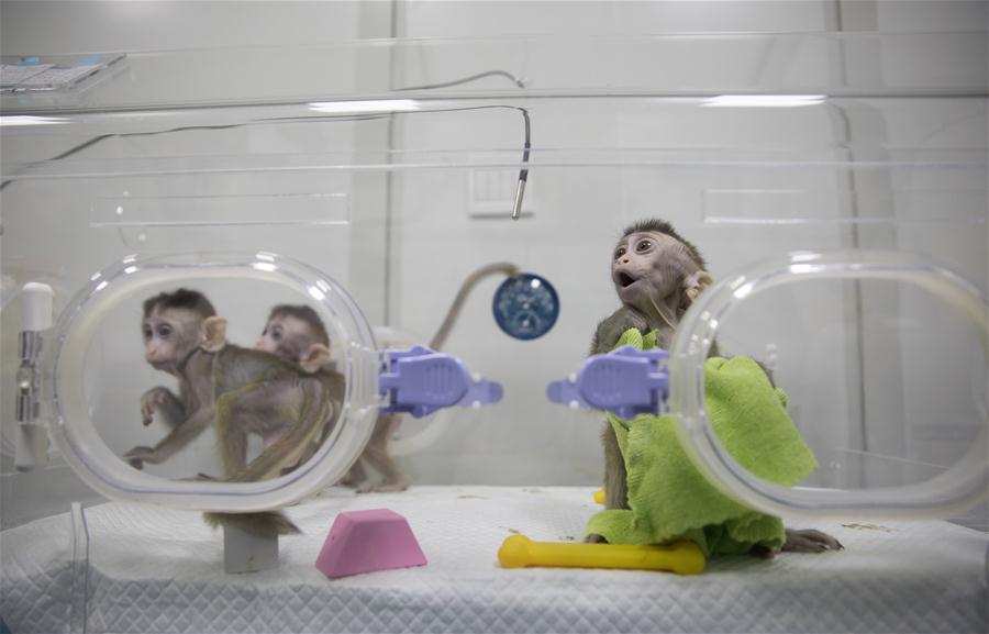 Macacos clonados abrem caminho à compreens?o dos distúrbios circadianos