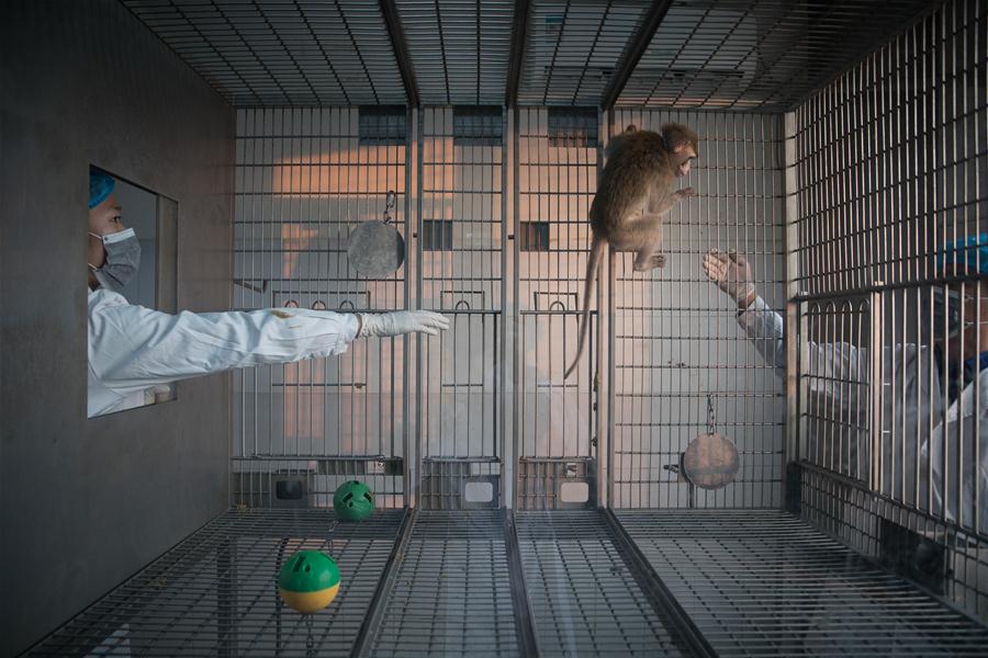 Macacos clonados abrem caminho à compreens?o dos distúrbios circadianos