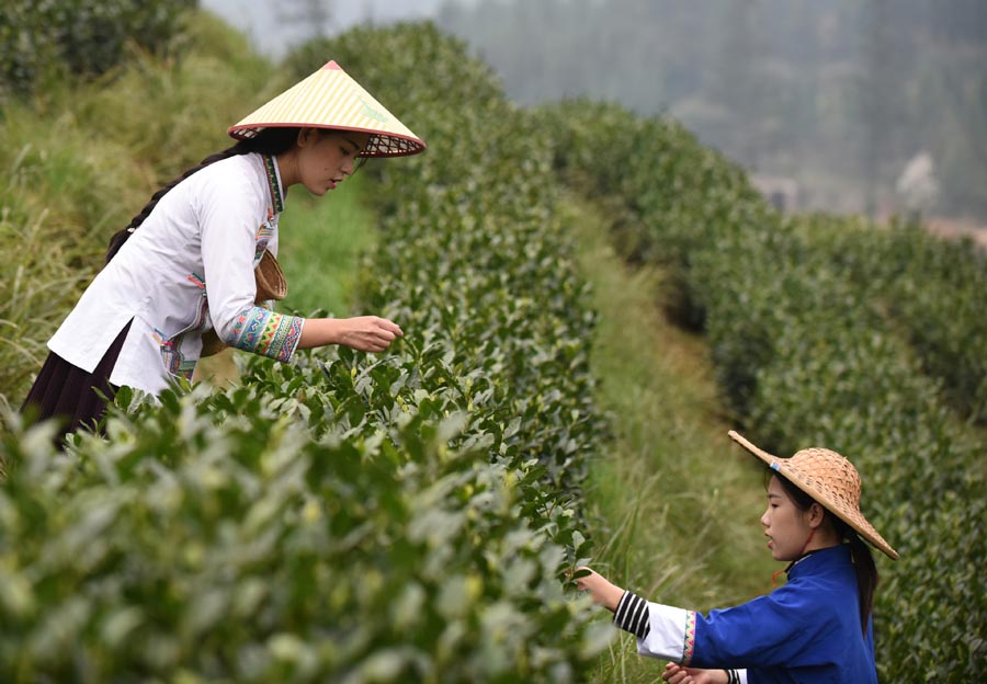 Galeria:Temporada de colheita de chá come?a na China