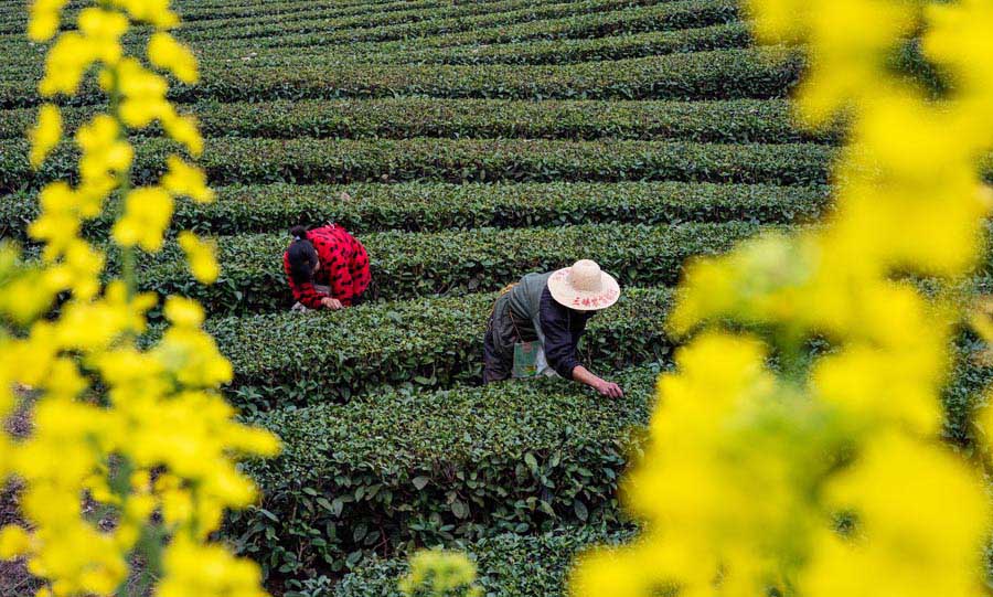 Galeria:Temporada de colheita de chá come?a na China