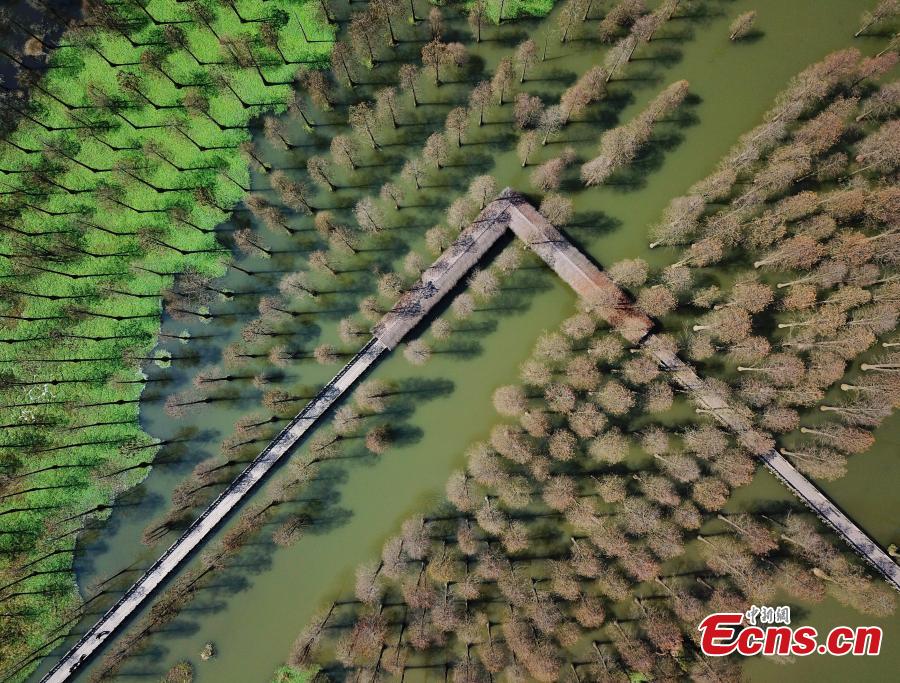 Reserva natural de Shanghai na primavera 