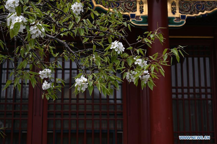 Galeria:Flores florescem no Museu do Palácio em Pequim, China