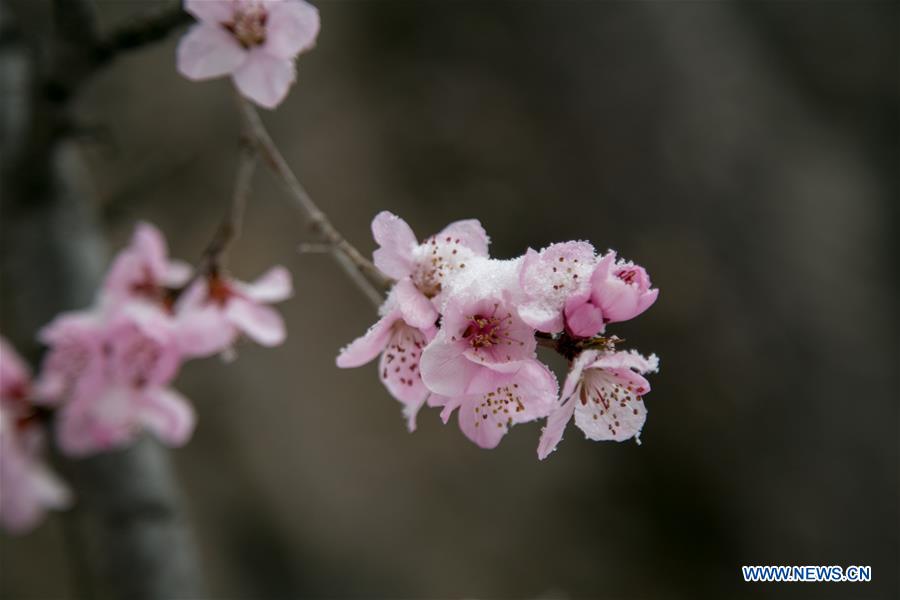 Galeria:Beijing celebra a neve em abril