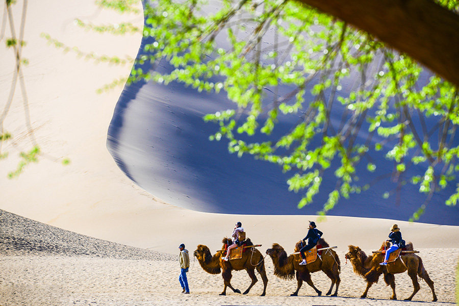 Galeria: Flores de damasco implusionam turismo no noroeste da China
