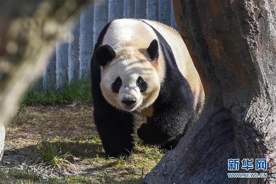 Rainha dinamarquesa inaugura Casa de Panda em Copenhaque