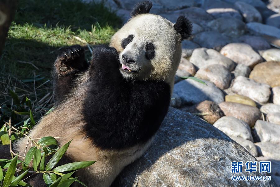 Rainha dinamarquesa inaugura Casa de Panda em Copenhaque