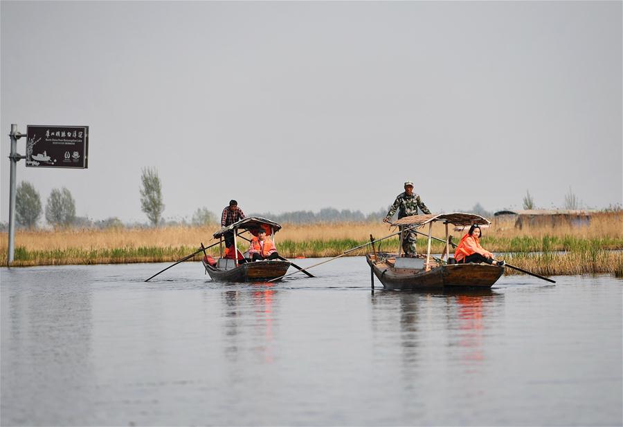Galeria:Trabalho de restaura??o inicia no lago Baiyangdian da Nova área de Xiongan