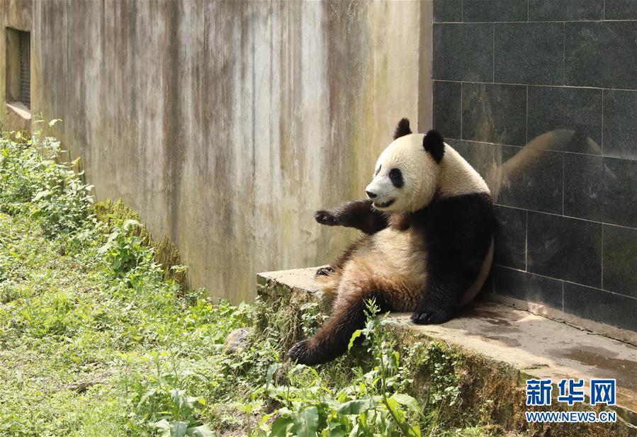 Galeria: Casal de pandas vai à Rússia para projeto de pesquisa