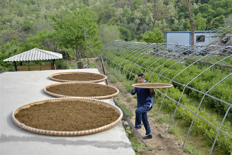 Galeria:Planta??o de chá tira alde?es da pobreza em Hebei