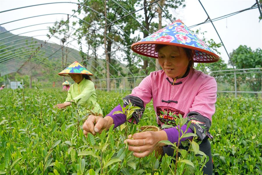 Galeria:Planta??o de chá tira alde?es da pobreza em Hebei