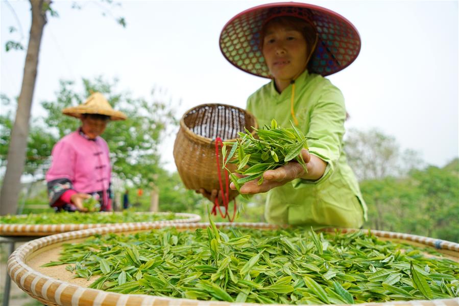 Galeria:Planta??o de chá tira alde?es da pobreza em Hebei