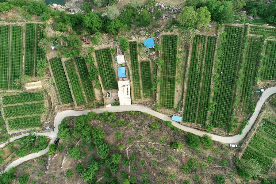 Galeria:Planta??o de chá tira alde?es da pobreza em Hebei