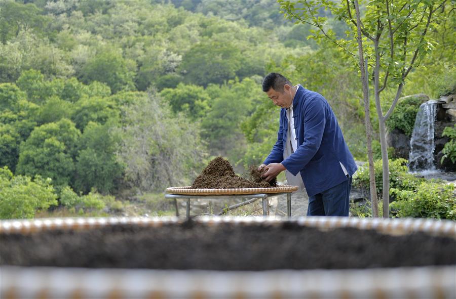 Galeria:Planta??o de chá tira alde?es da pobreza em Hebei
