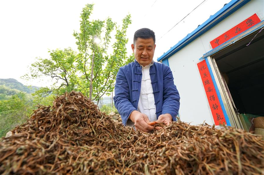 Galeria:Planta??o de chá tira alde?es da pobreza em Hebei