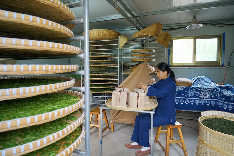 Galeria:Planta??o de chá tira alde?es da pobreza em Hebei