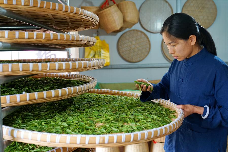 Galeria:Planta??o de chá tira alde?es da pobreza em Hebei