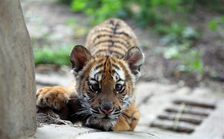 Seis filhotes de tigres do sul da China se encontrar?o com o público em Henan