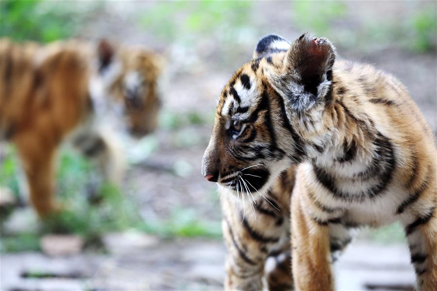 Seis filhotes de tigres do sul da China se encontrar?o com o público em Henan