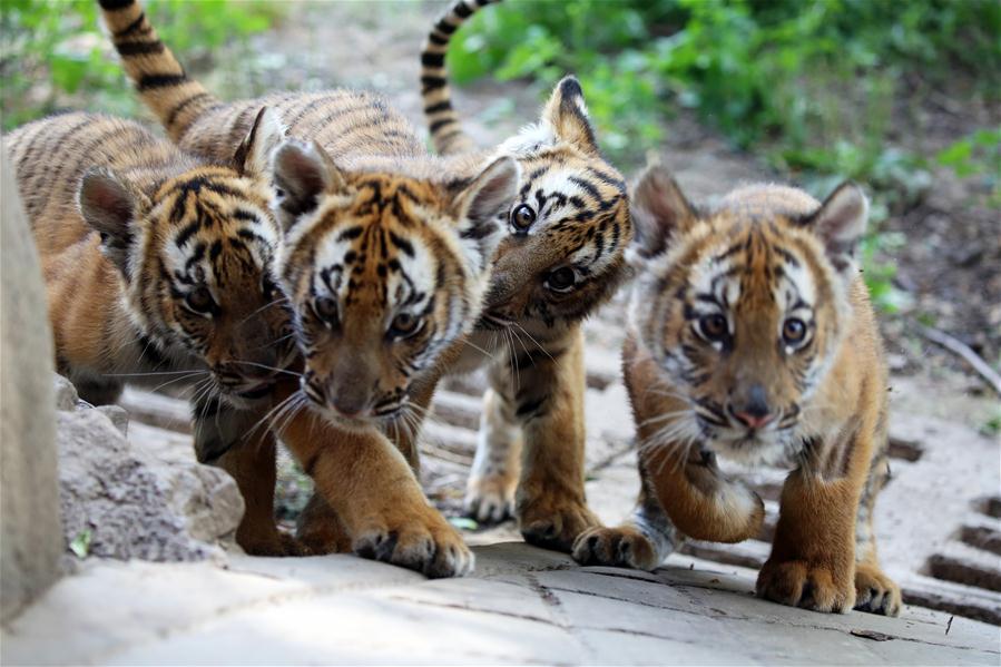 Seis filhotes de tigres do sul da China se encontrar?o com o público em Henan