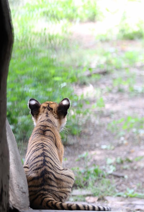 Seis filhotes de tigres do sul da China se encontrar?o com o público em Henan