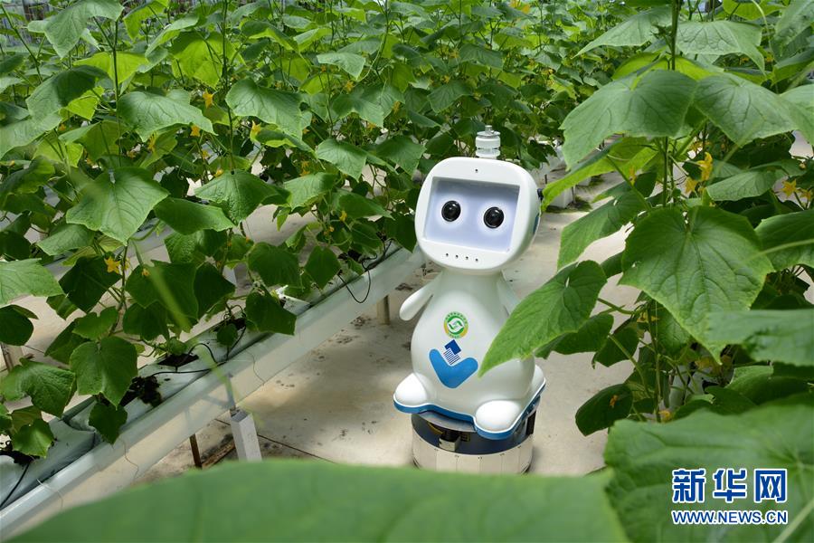 Fujian testa rob? agrícola