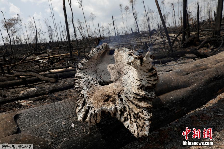 O governo brasileiro mobiliza o exército para ajudar a extinguir incêndios graves na Floresta Amaz?nica