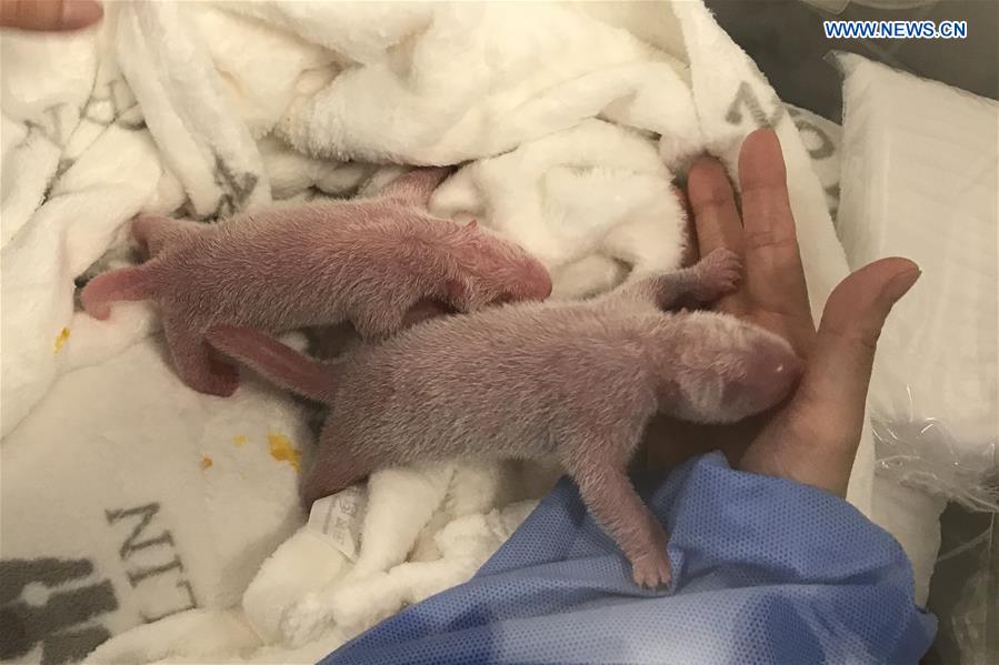 Primeiros gêmeos de panda nascem em zoológico alem?o