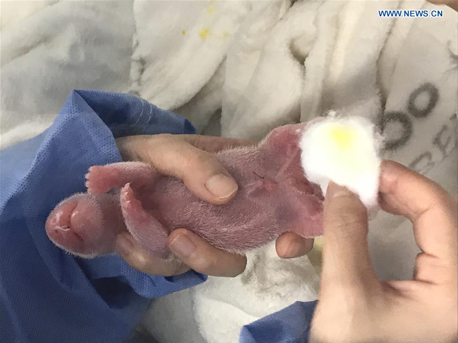 Primeiros gêmeos de panda nascem em zoológico alem?o