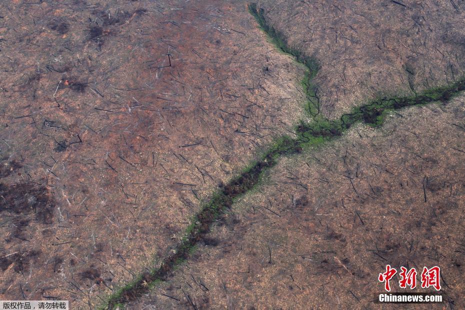 Fotos: Floresta amaz?nica após incêncio no estado do Pará