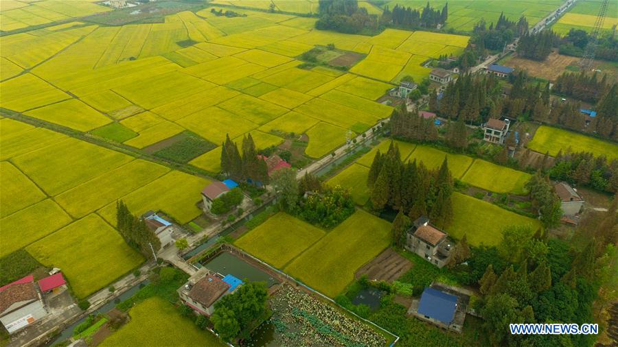 Vista de campo de arroz em Hunan