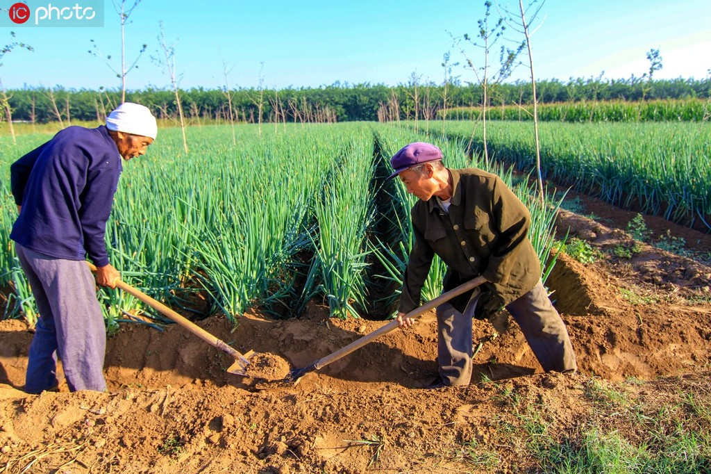 Produ??o anual de alimentos da China aumenta 5 vezes nos 70 anos