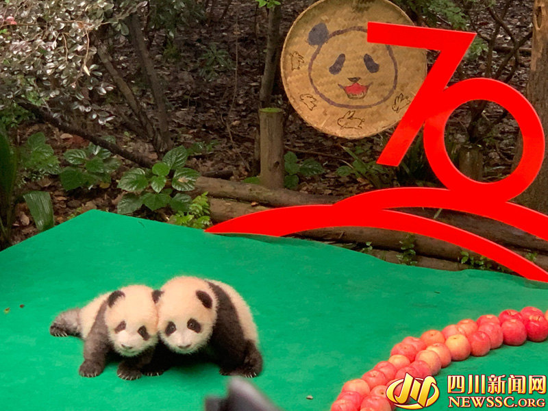 Chengdu: 7 filhotes de panda colocados em forma de “70” para celebrar 70o aniversário