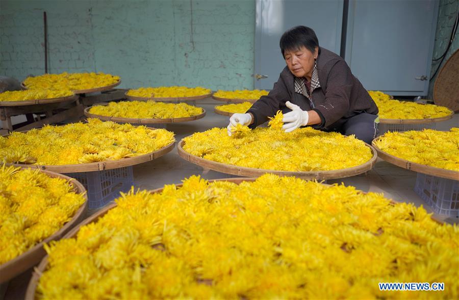 Indústria da planta??o de crisantemo aumenta receita local em Hebei