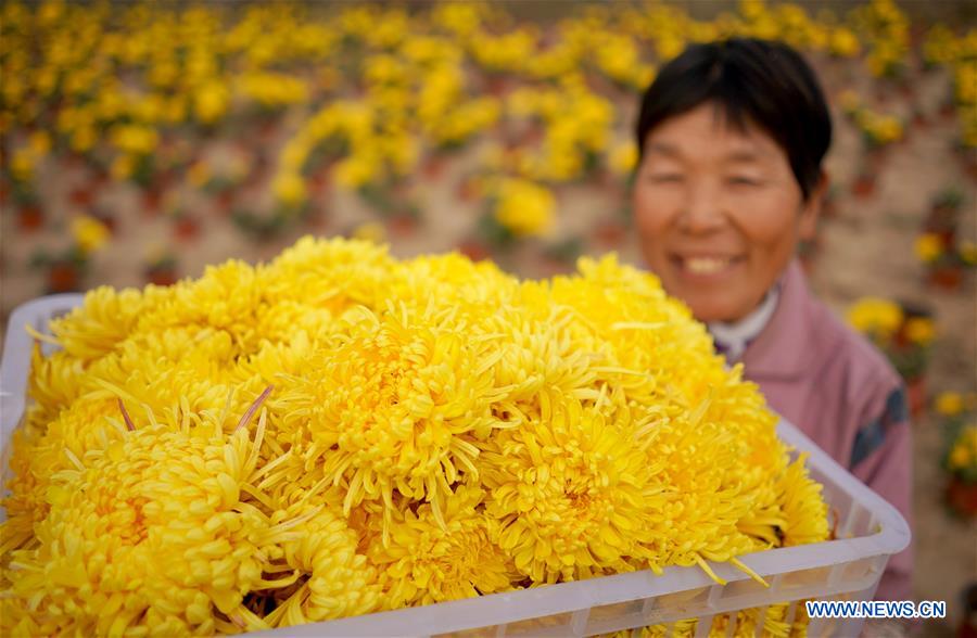 Indústria da planta??o de crisantemo aumenta receita local em Hebei
